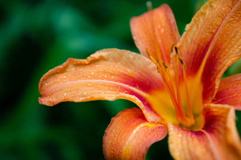 orange and yellow flower in tilt shift lens