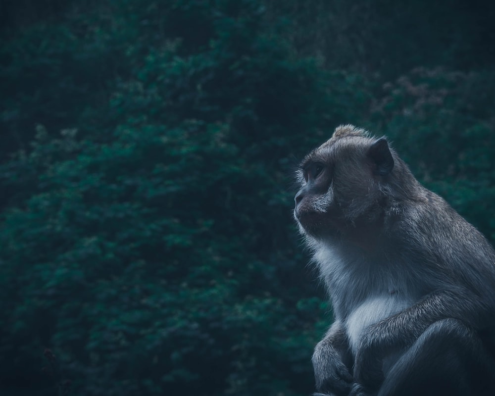 gray and white monkey on brown wooden log