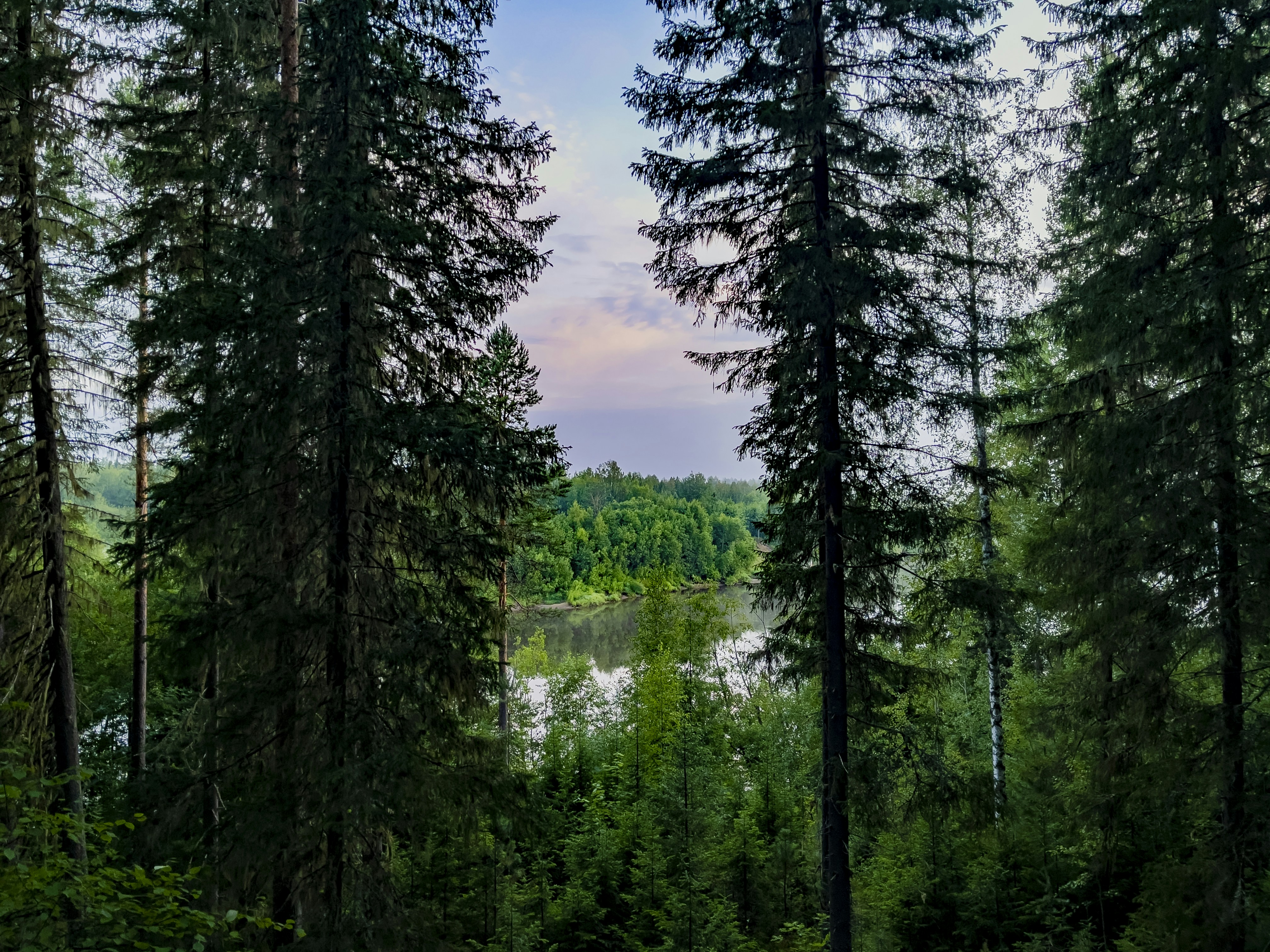 arbres verts près de la rivière sous le ciel bleu pendant la journée