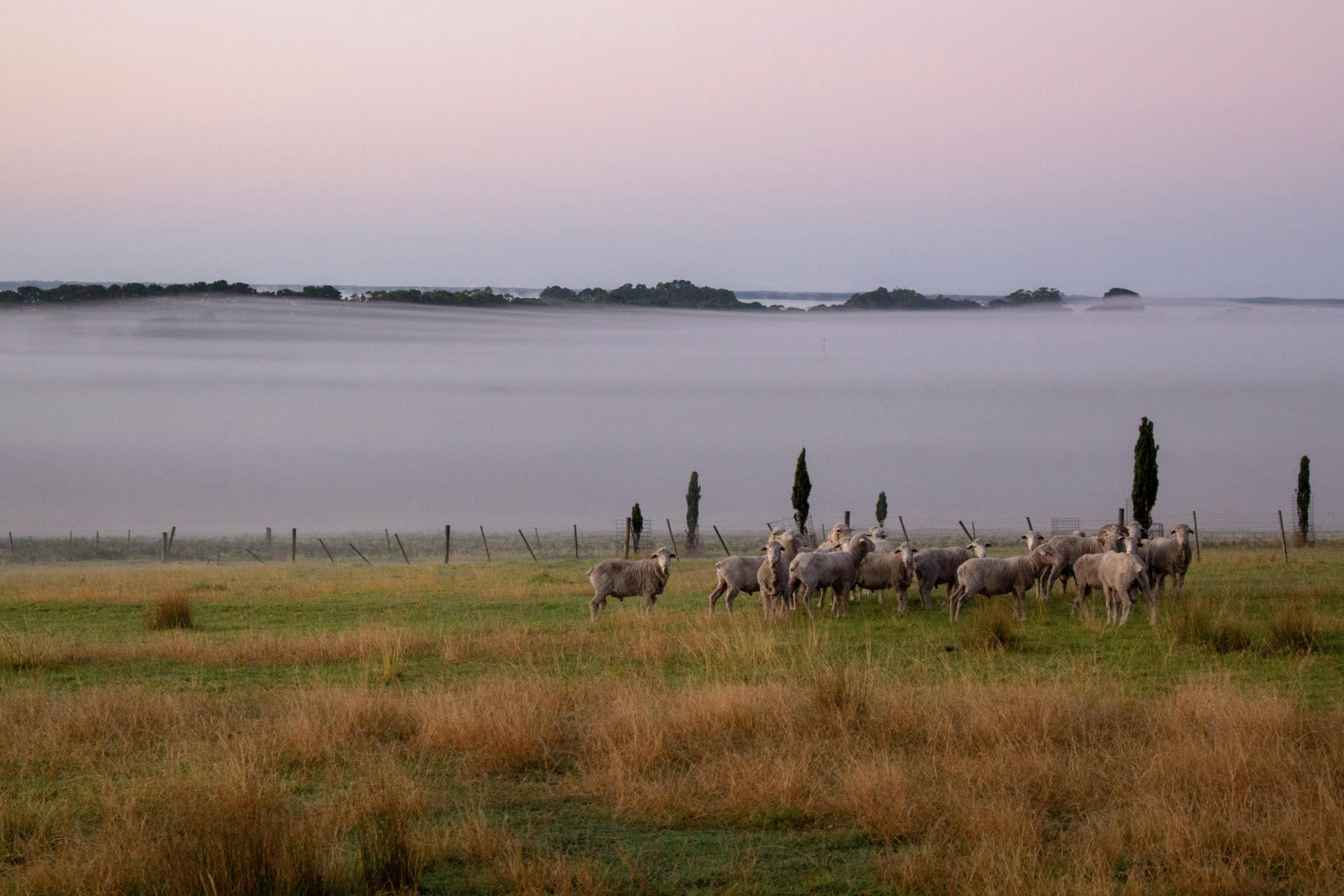 brown and black birds on green grass field near body of water during daytime