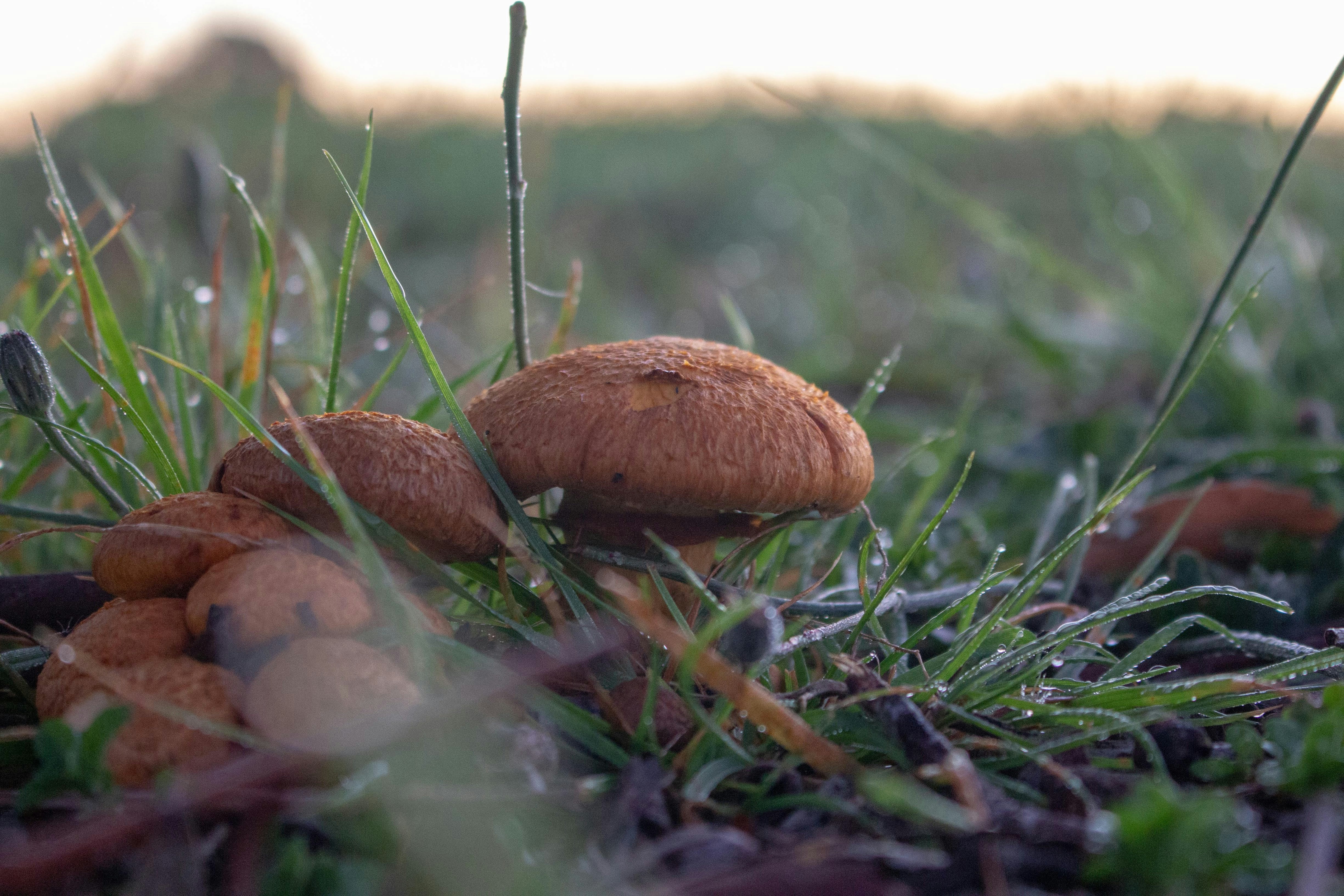 brown mushroom on green grass during daytime