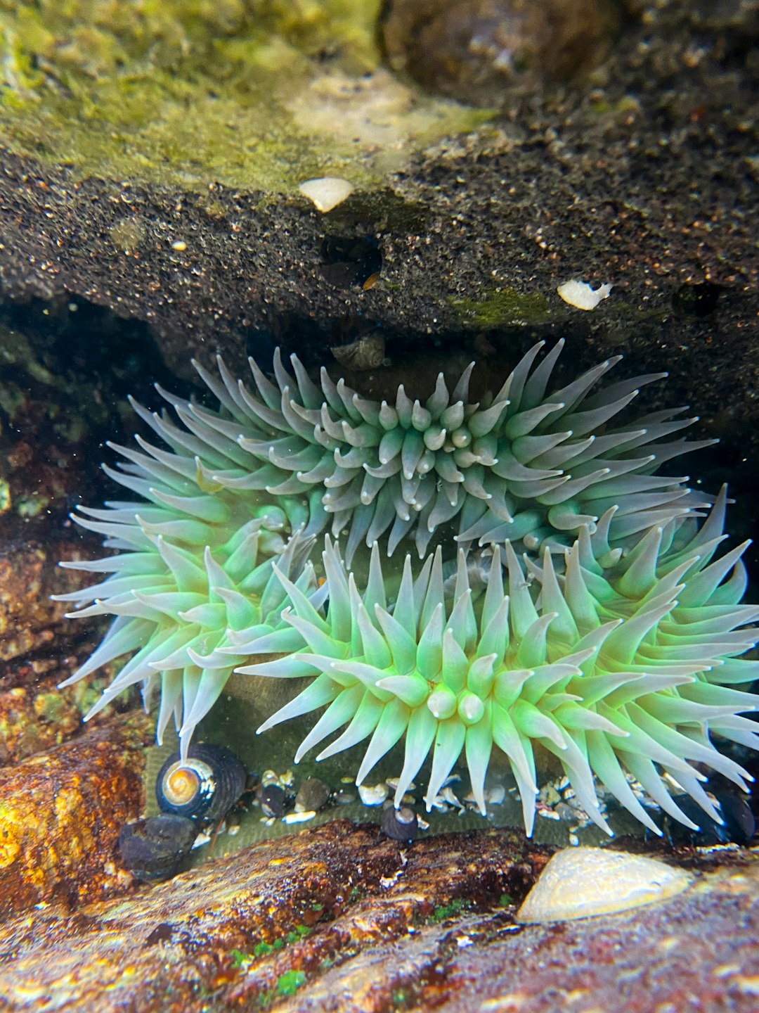 green and black coral reef