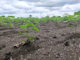 Farm workers carefully planting seedlings in rich, dark soil under a bright morning sky.