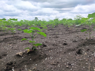 Farm workers carefully planting seedlings in rich, dark soil under a bright morning sky.