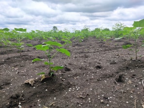 Freshly harvested spice plants growing in a lush Indian farm field.