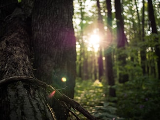 Sunlight filtering through ancient tree branches in a dense forest