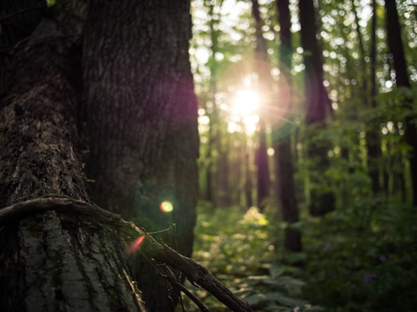 Sunlight filtering through ancient tree branches in a dense forest