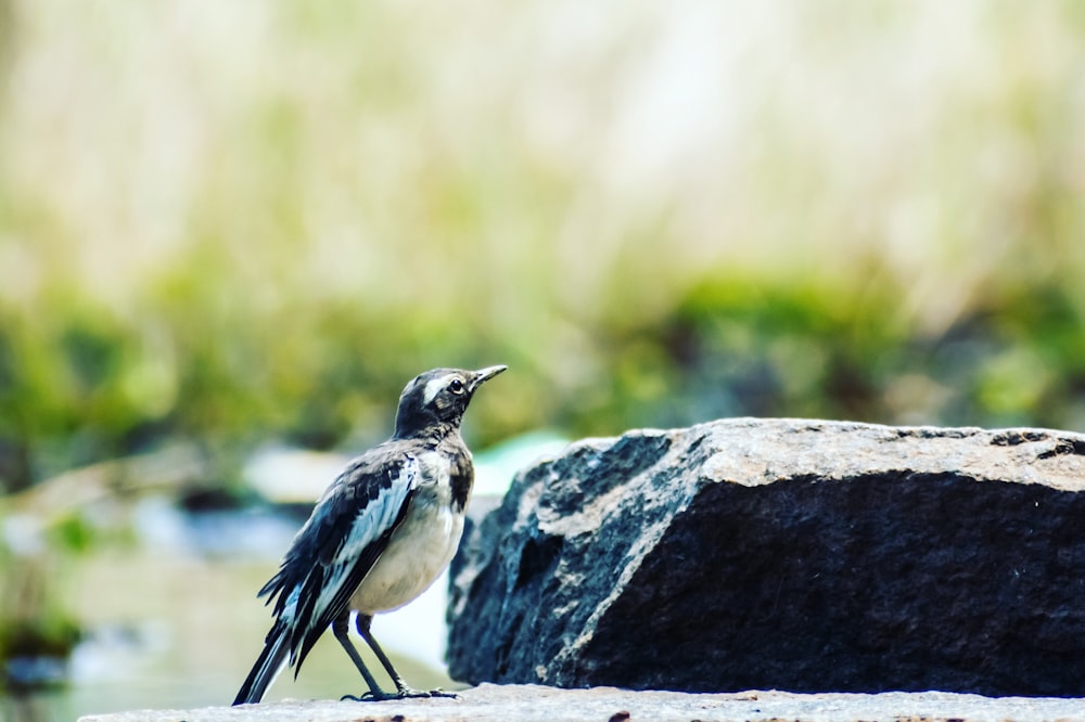 black and white bird on gray rock during daytime