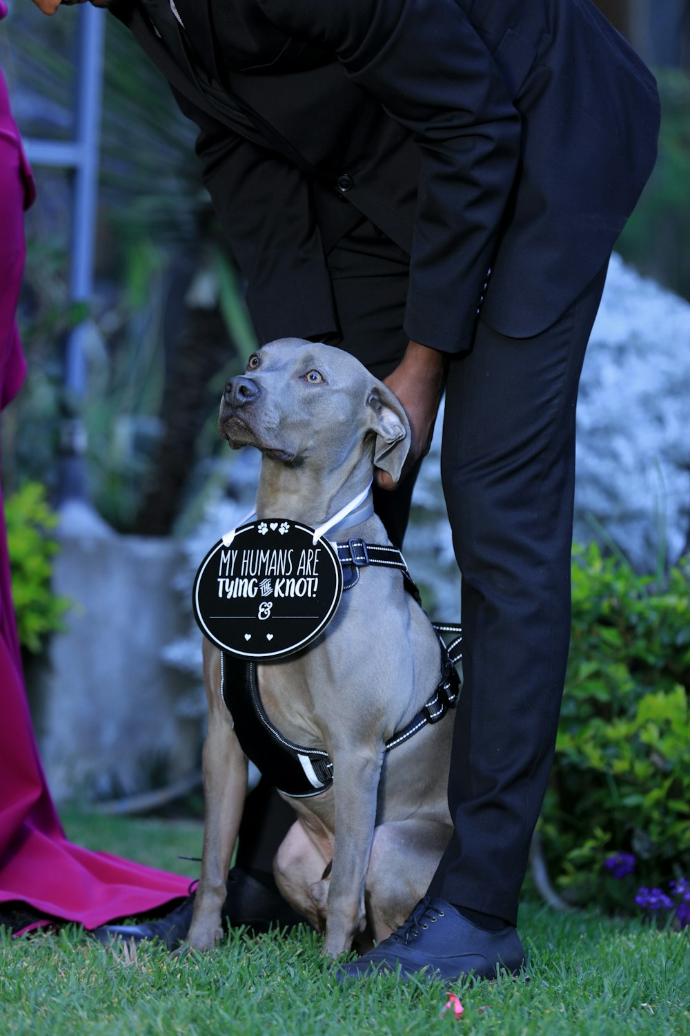 man in black shirt hugging brown short coated dog