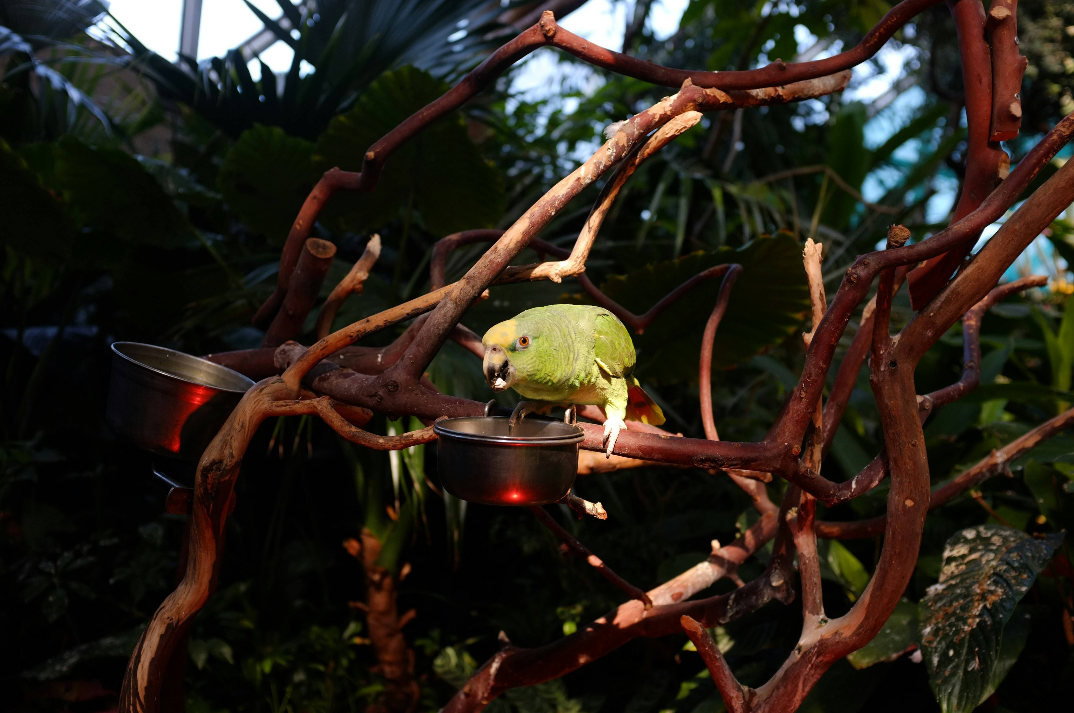 Tropical Parrot Perch