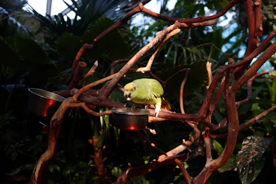 A wall-mounted PVC feeding system with a wooden perch, bathed in warm sunlight.