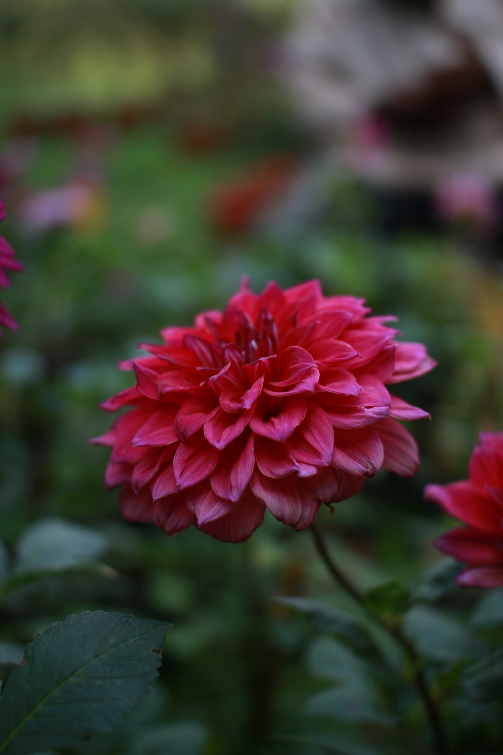 red flower in tilt shift lens