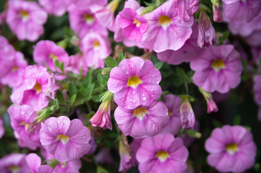 pink flowers in tilt shift lens