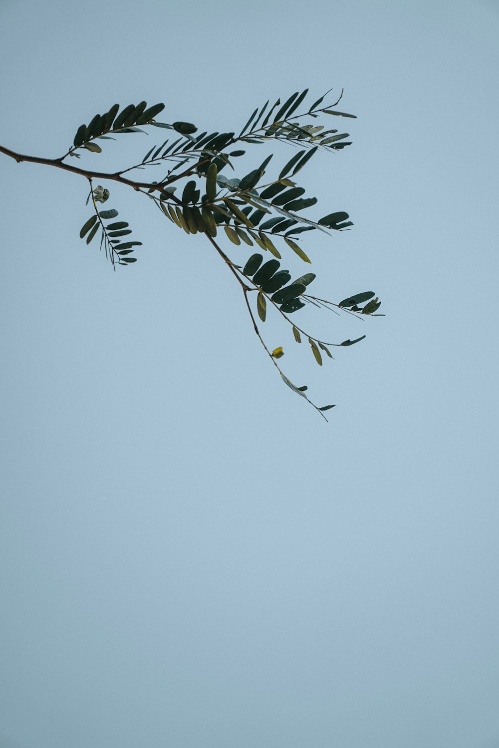 green leaves with white background