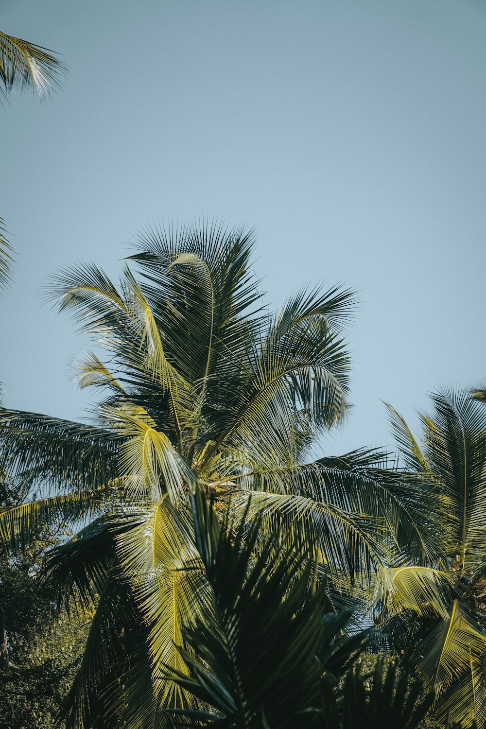 green palm tree under blue sky during daytime