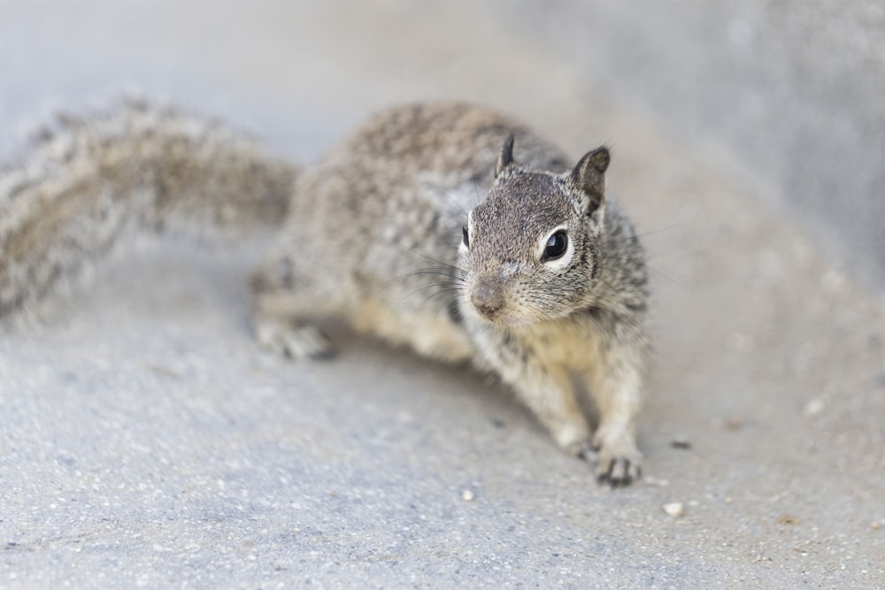 brown squirrel on gray concrete floor