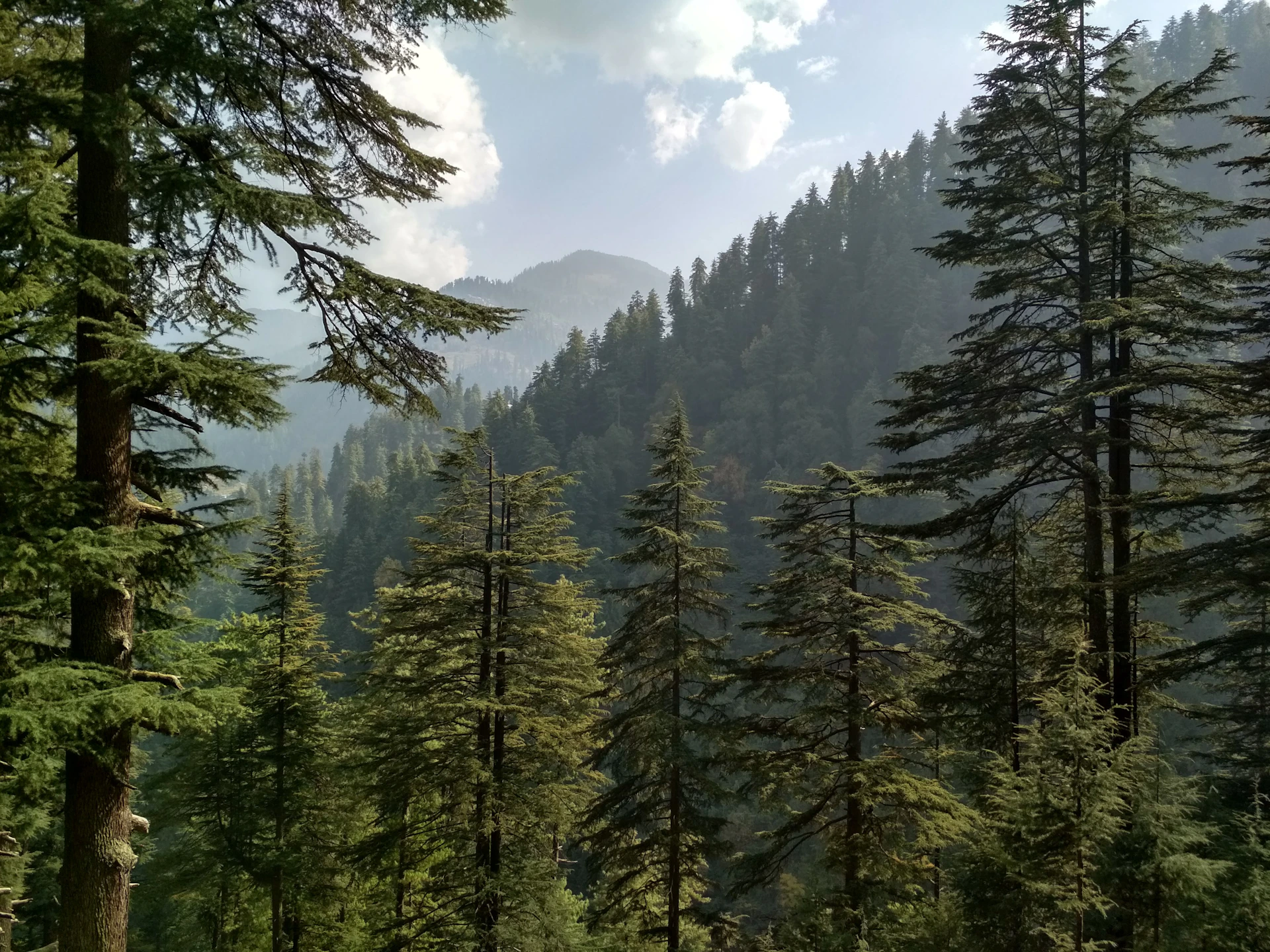 green pine trees under white clouds and blue sky during daytime