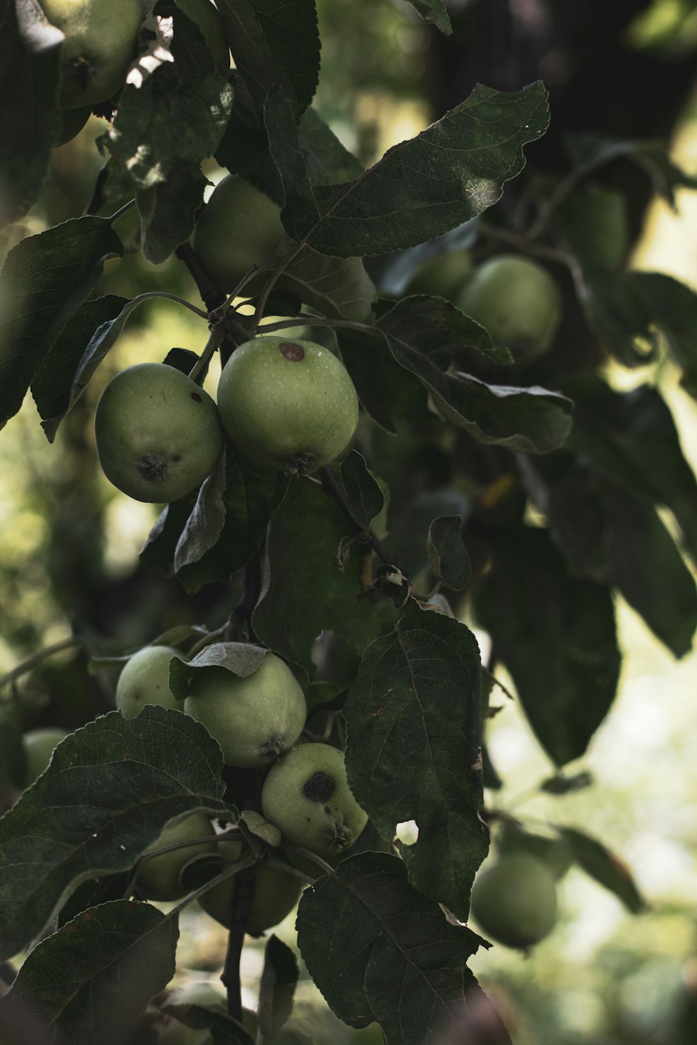 green round fruit on tree