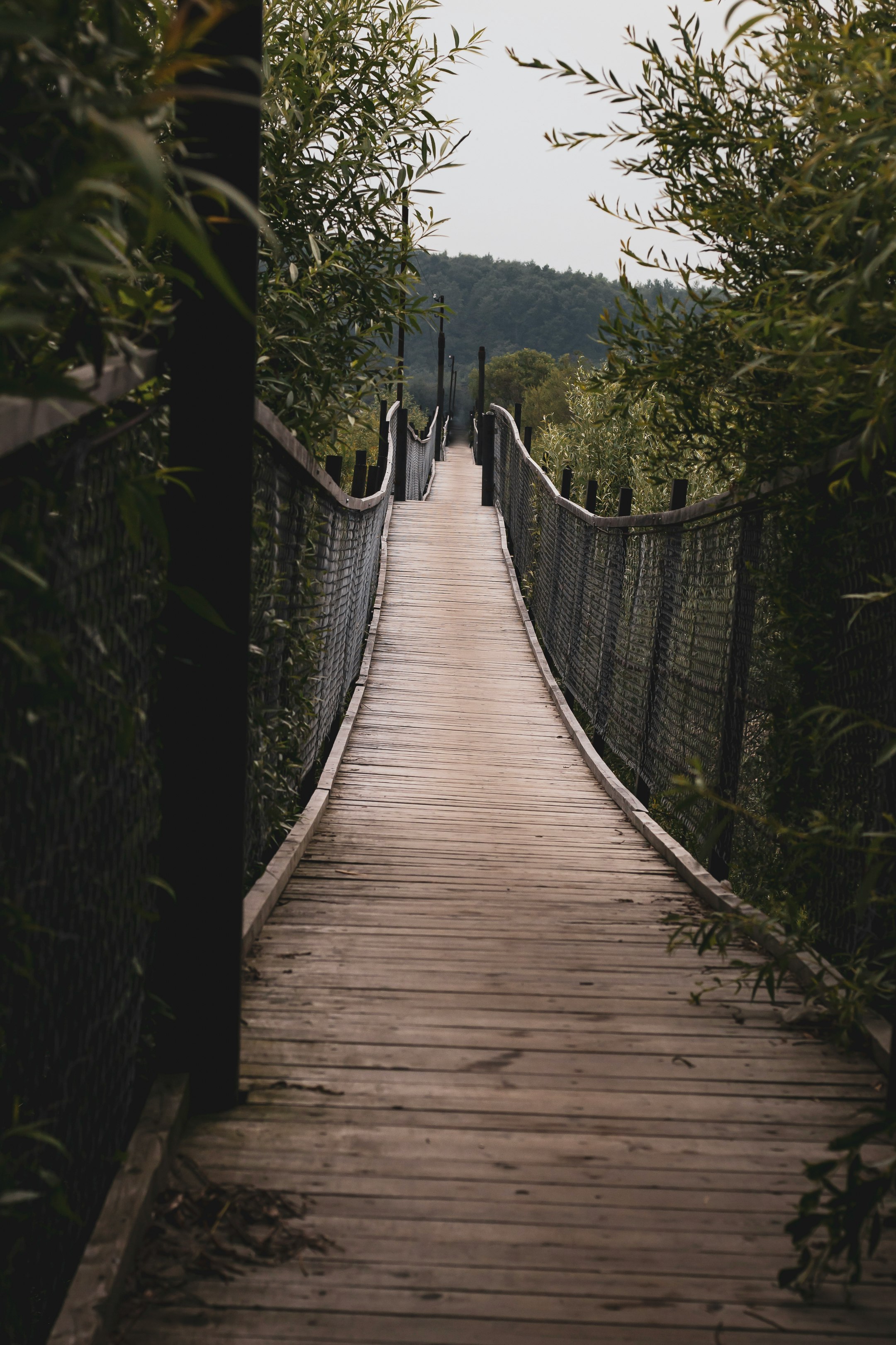brown wooden bridge in the forest during daytime