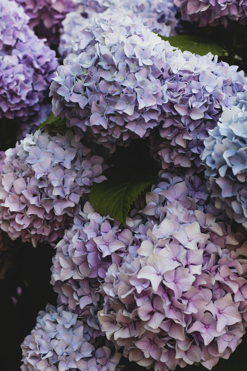 purple and white hydrangeas in bloom