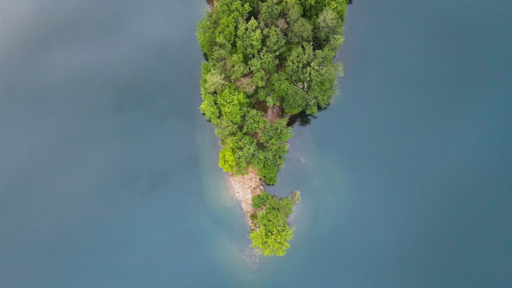 green tree under blue sky