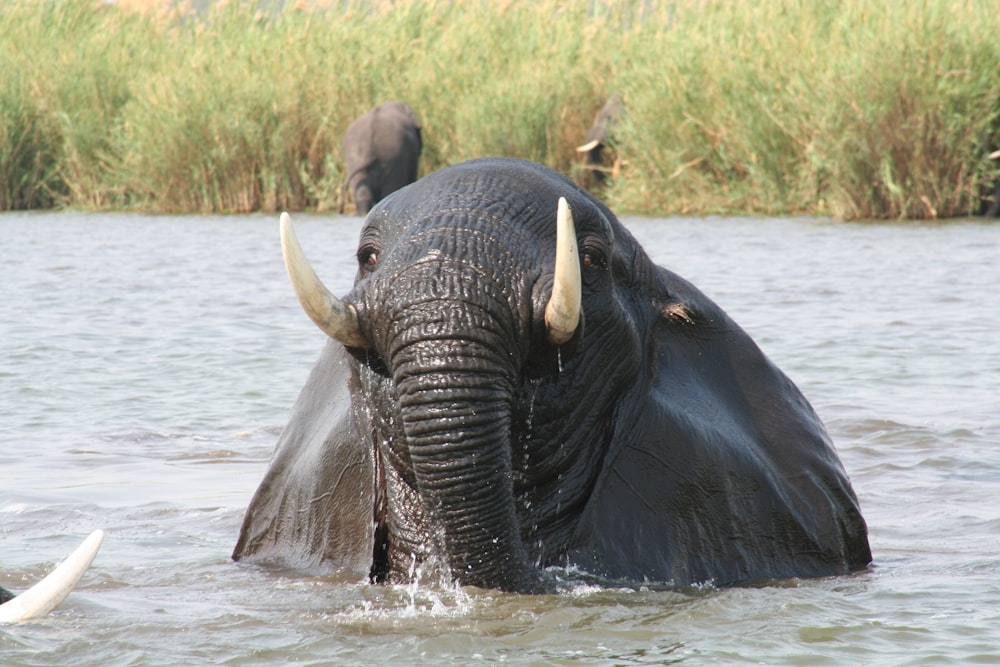 elephant on water during daytime