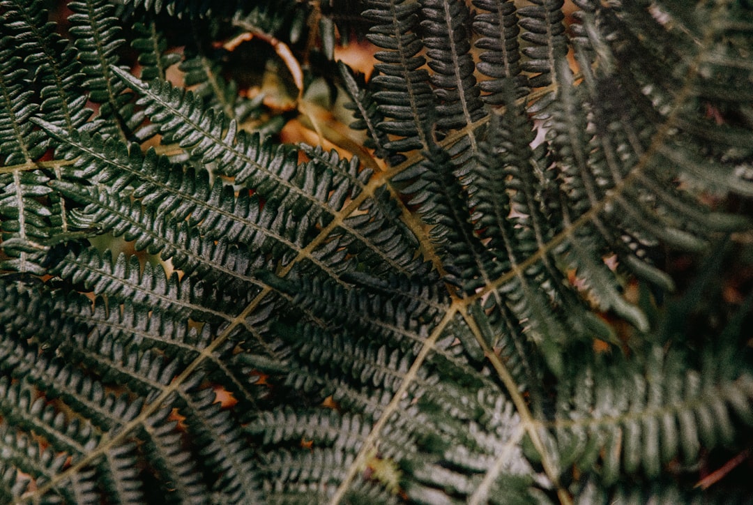 green pine tree during daytime