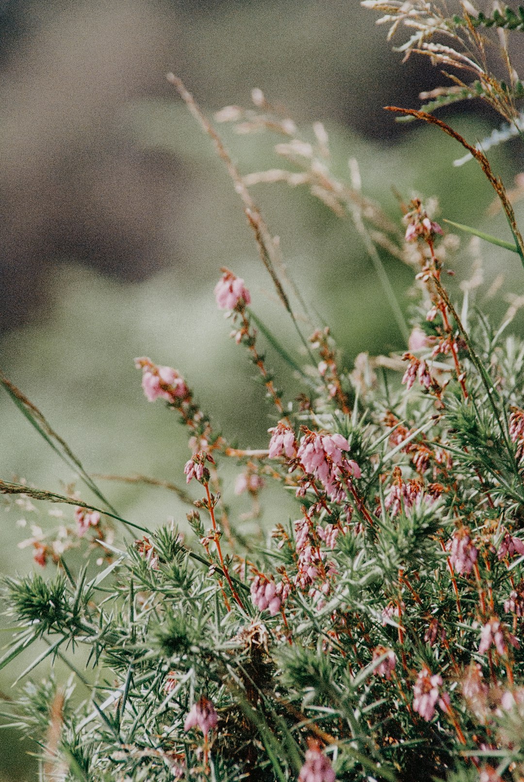 pink flowers in tilt shift lens