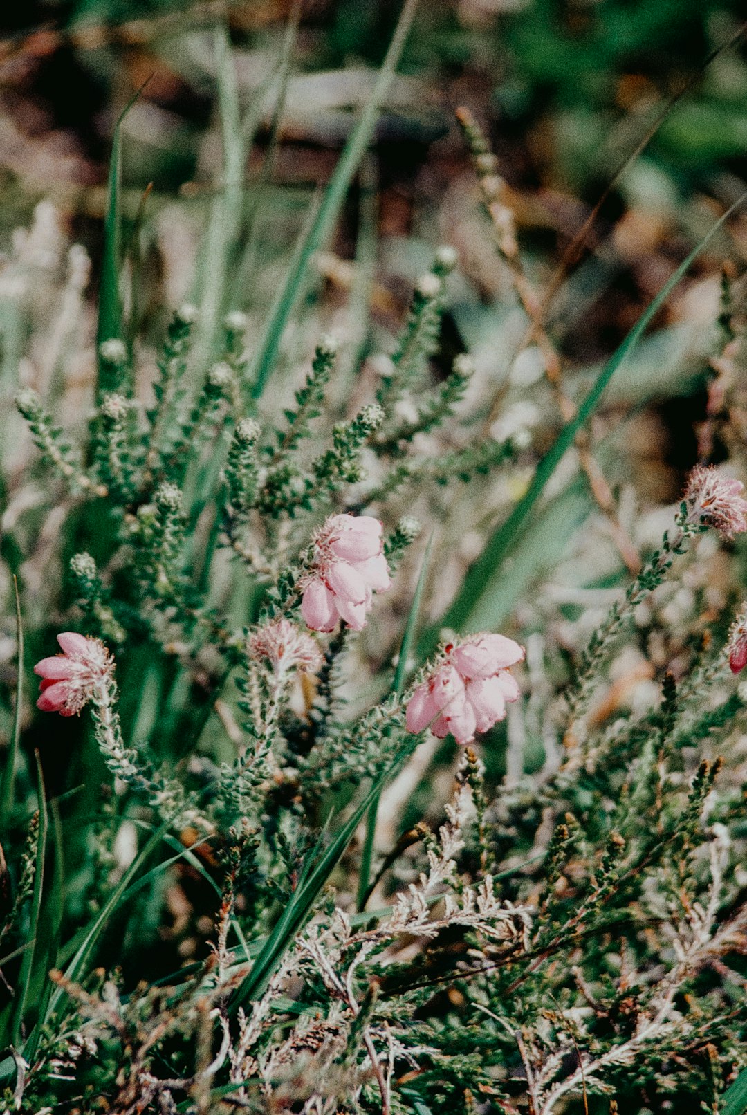 pink flowers in tilt shift lens