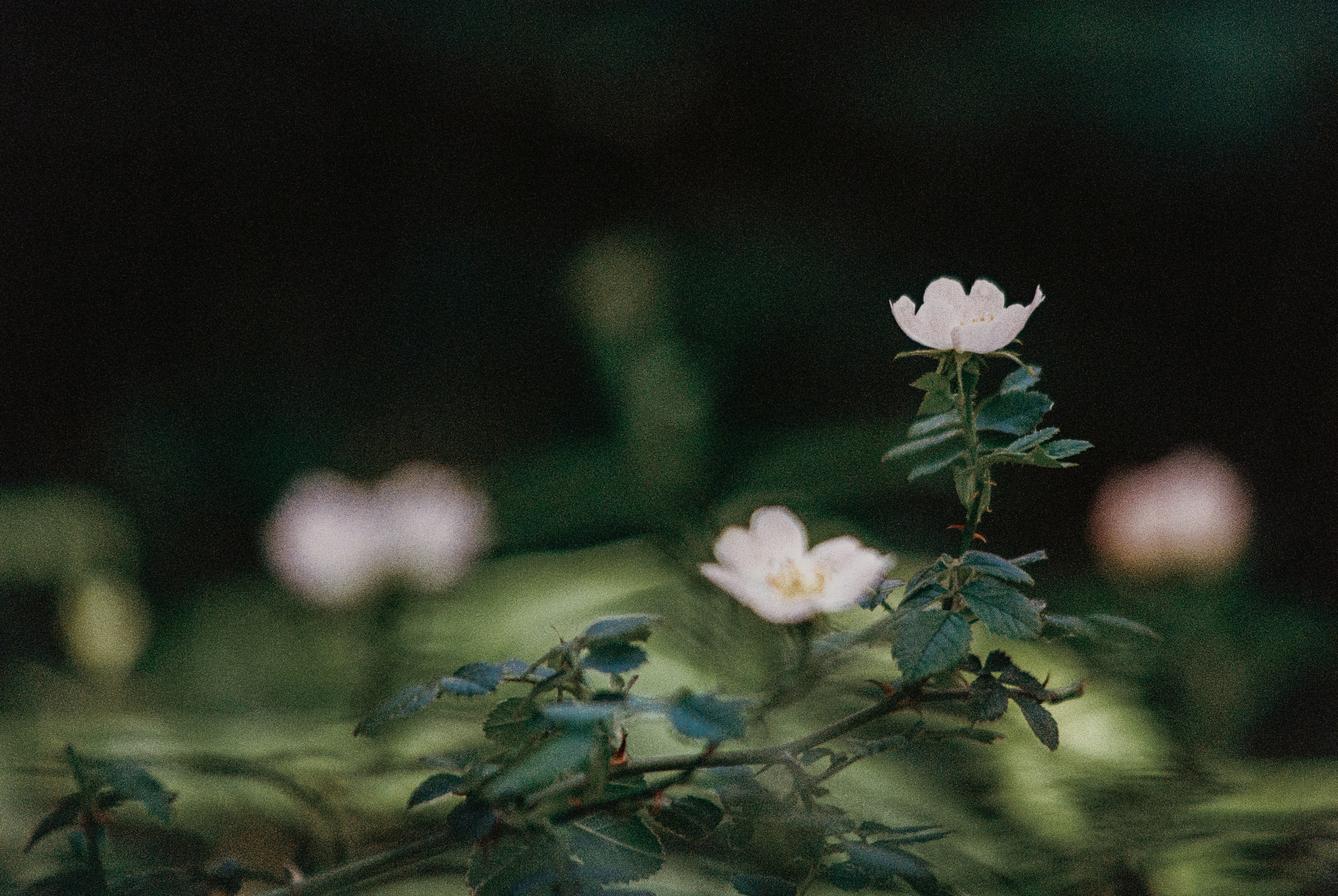 Photo by anniespratt