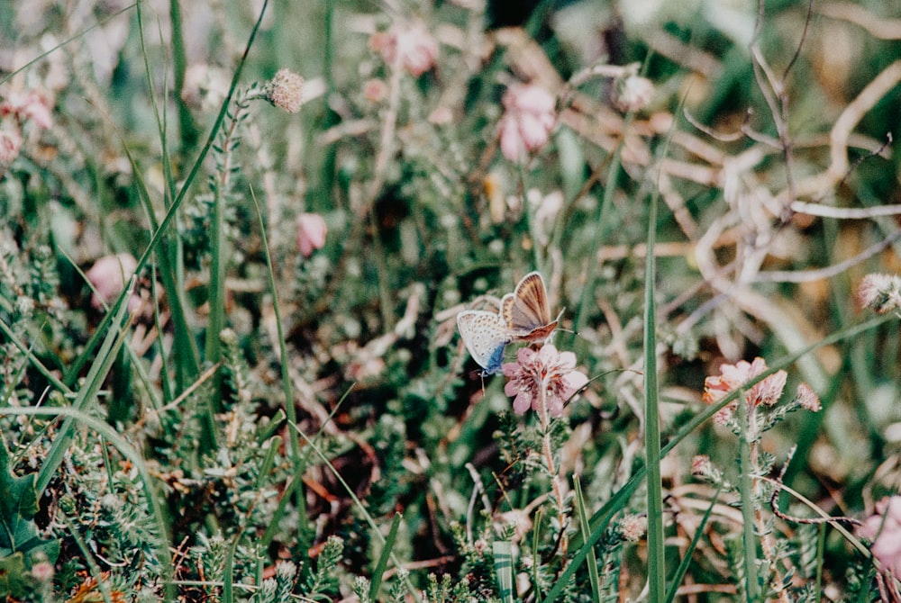 brown and white butterfly on white flower