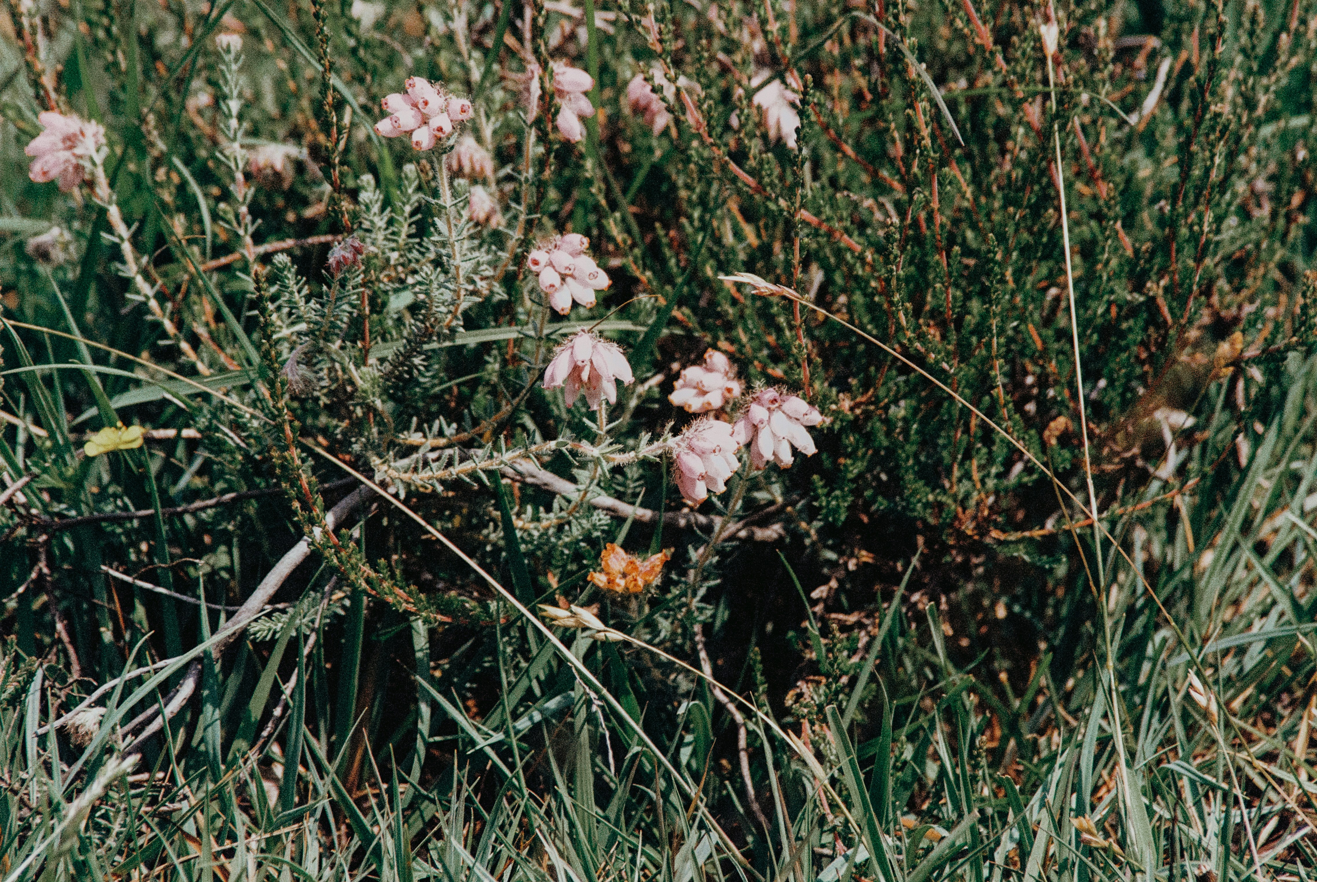 Photo by anniespratt