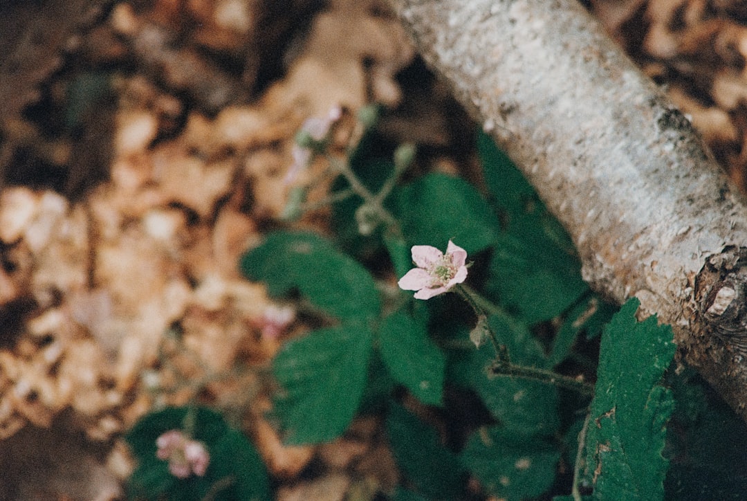 pink flower on brown tree trunk