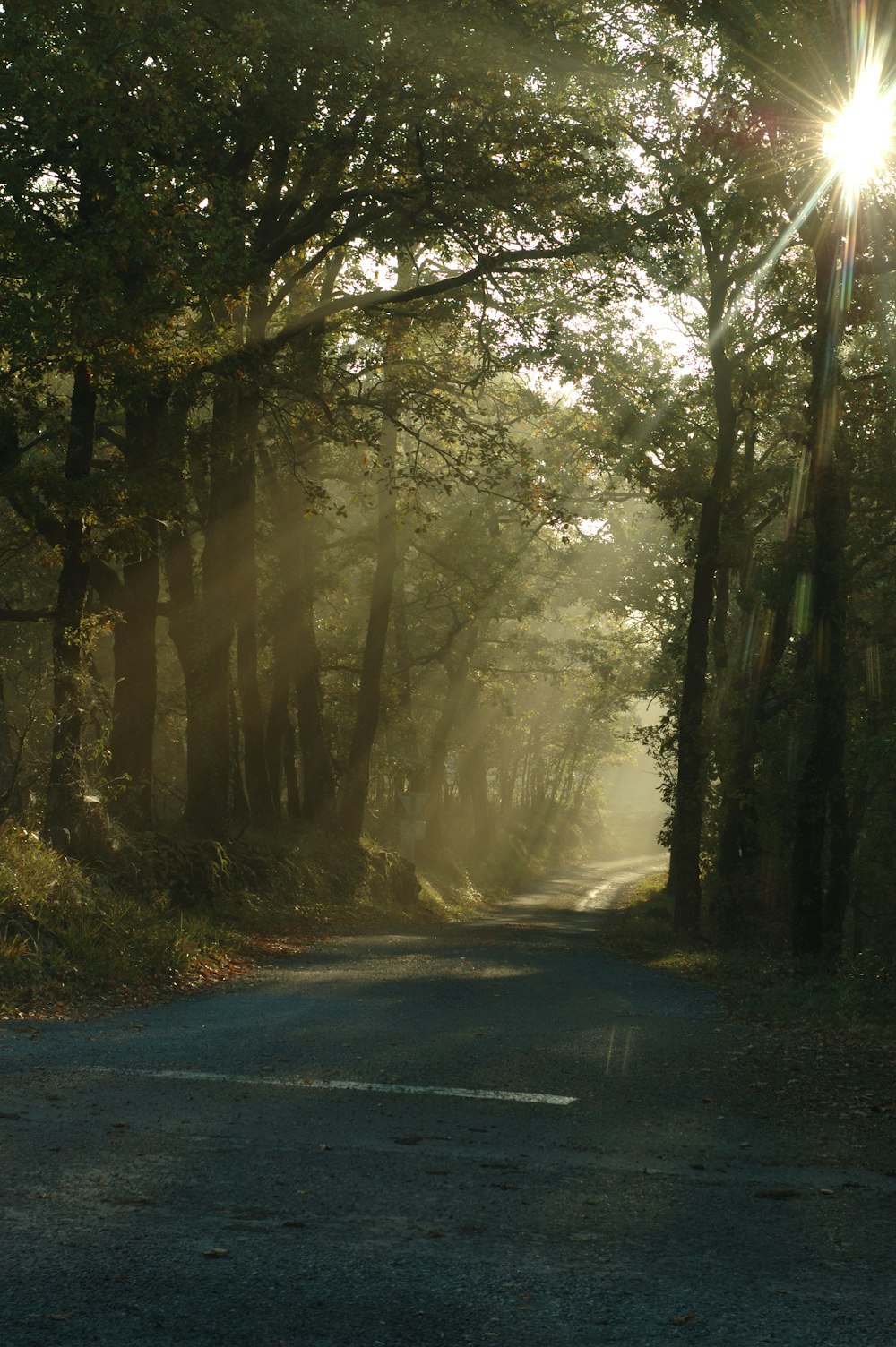 gray road between green trees during daytime