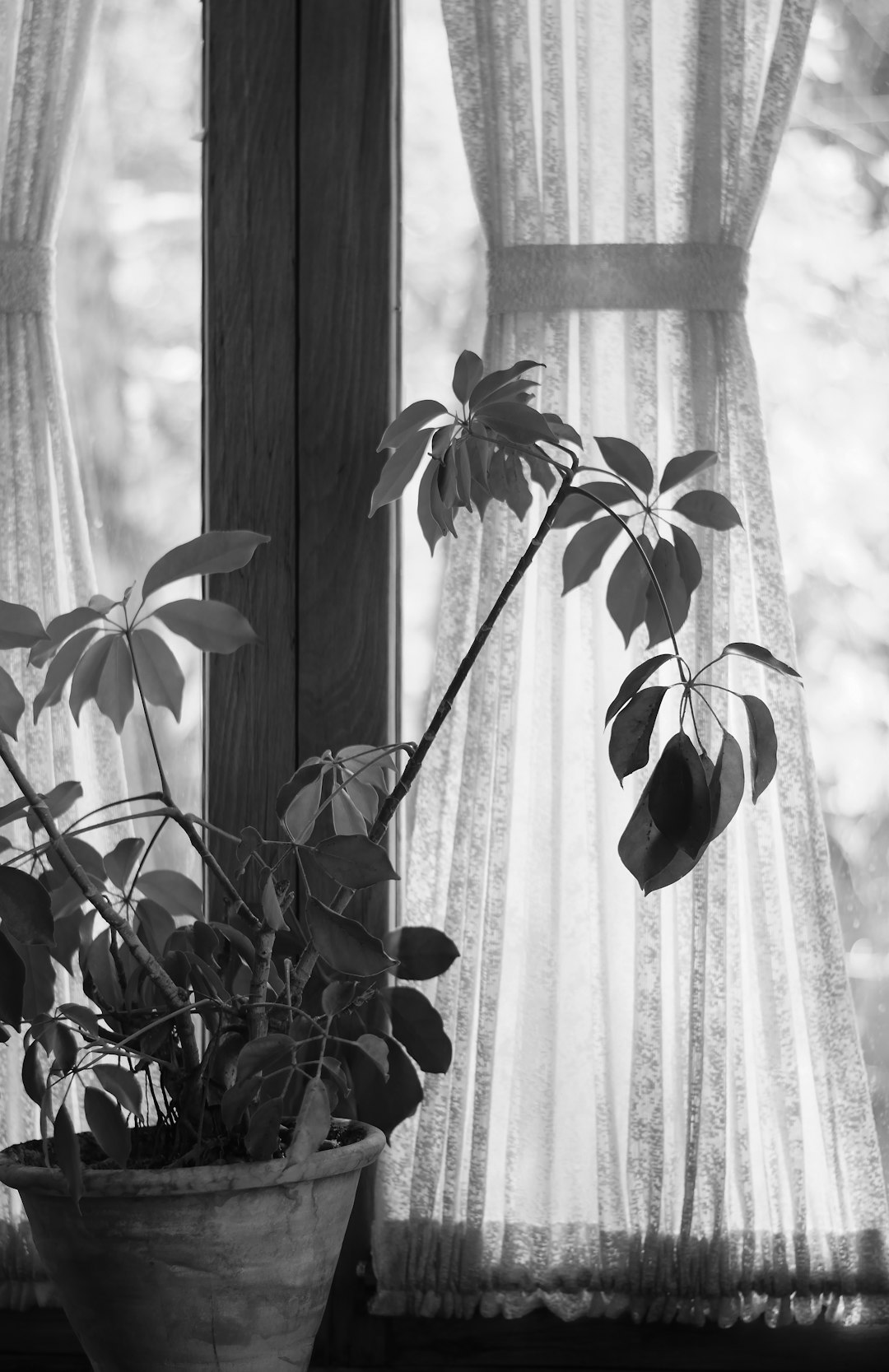 grayscale photo of plant near window