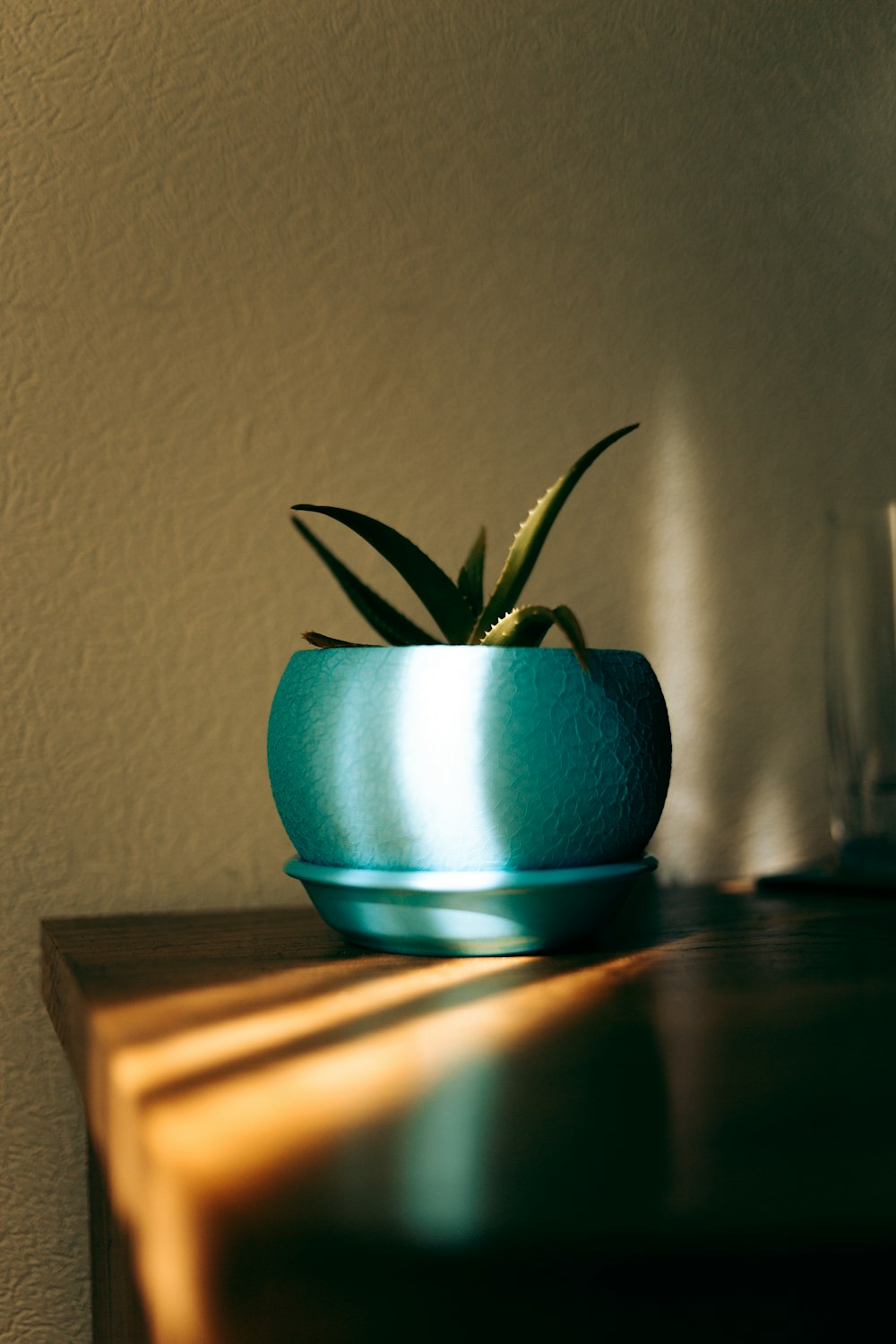 Planta verde en maceta de cerámica azul sobre mesa de madera marrón