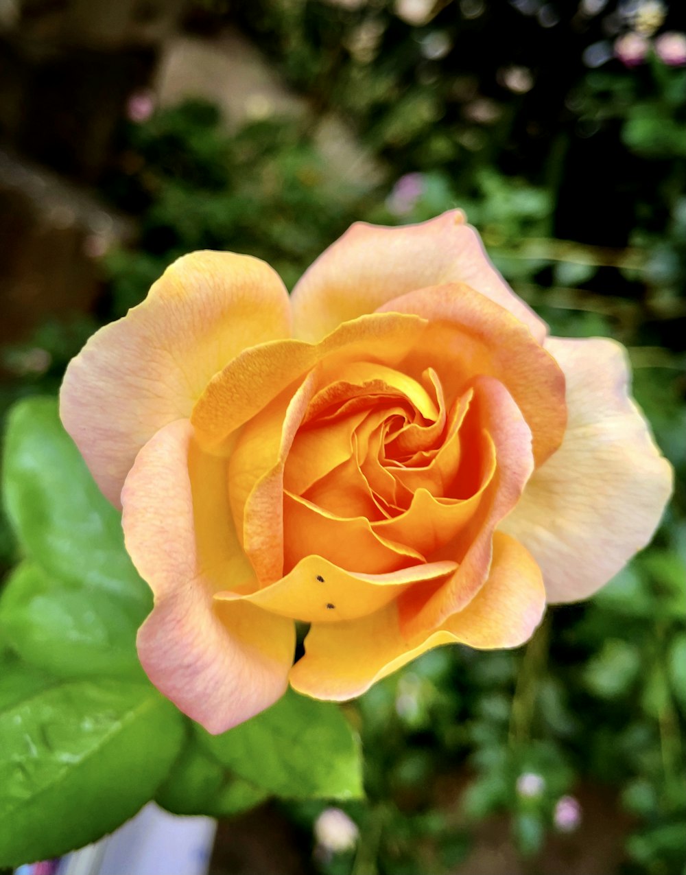 昼間に咲く黄色いバラ