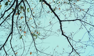 green and brown tree under blue sky during daytime