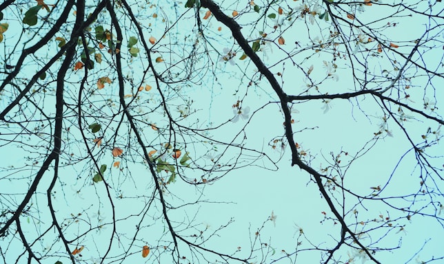 green and brown tree under blue sky during daytime