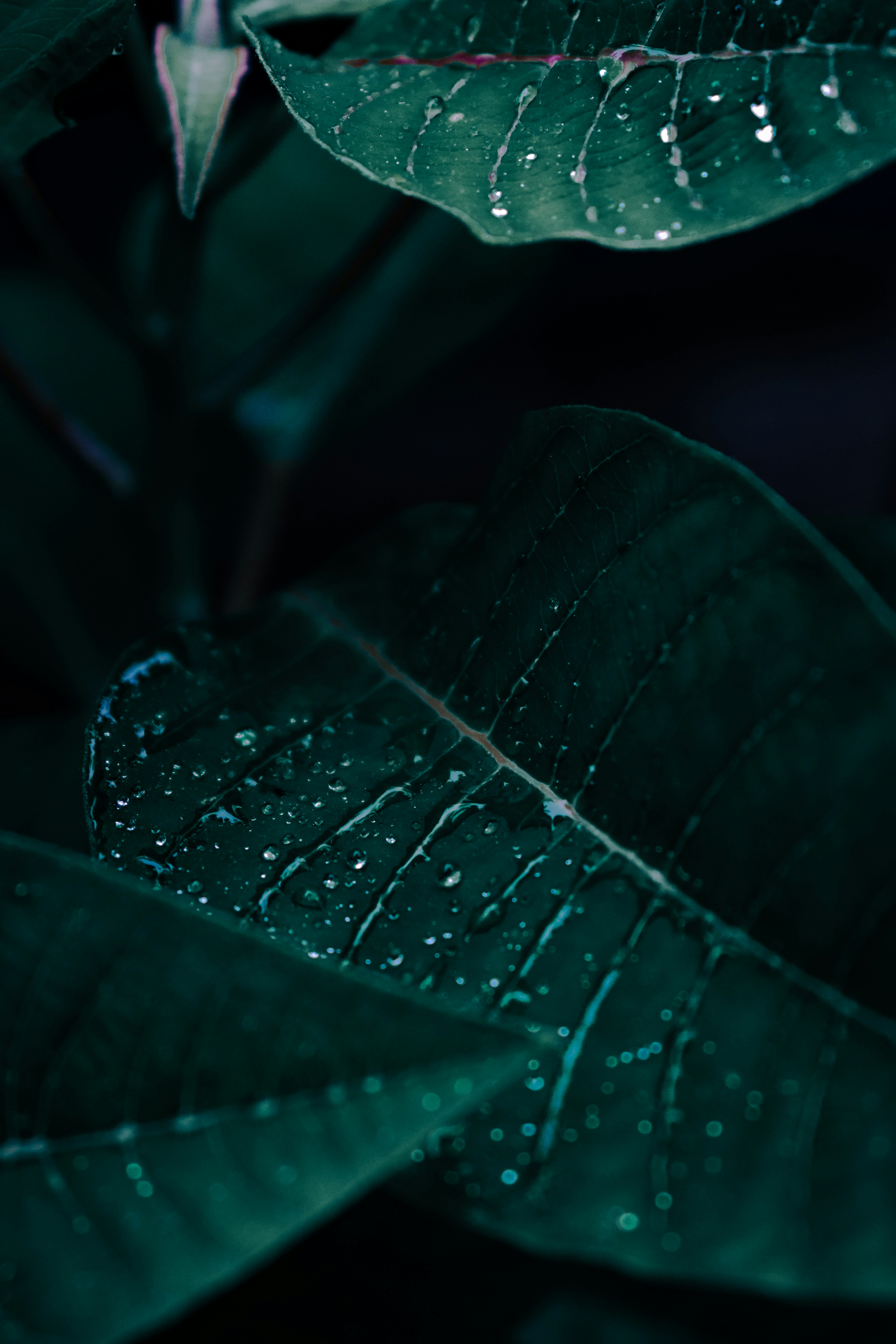 water droplets on green leaf