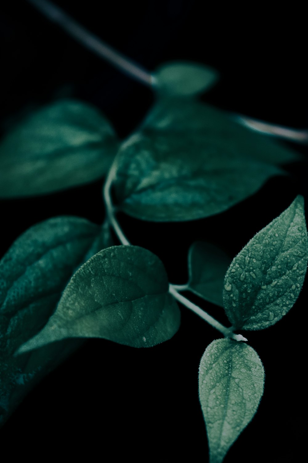 green leaves in close up photography