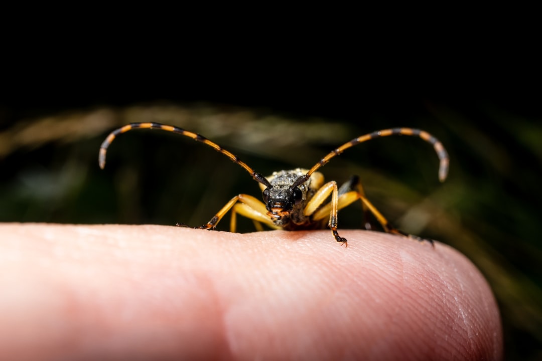 black and yellow insect on human finger