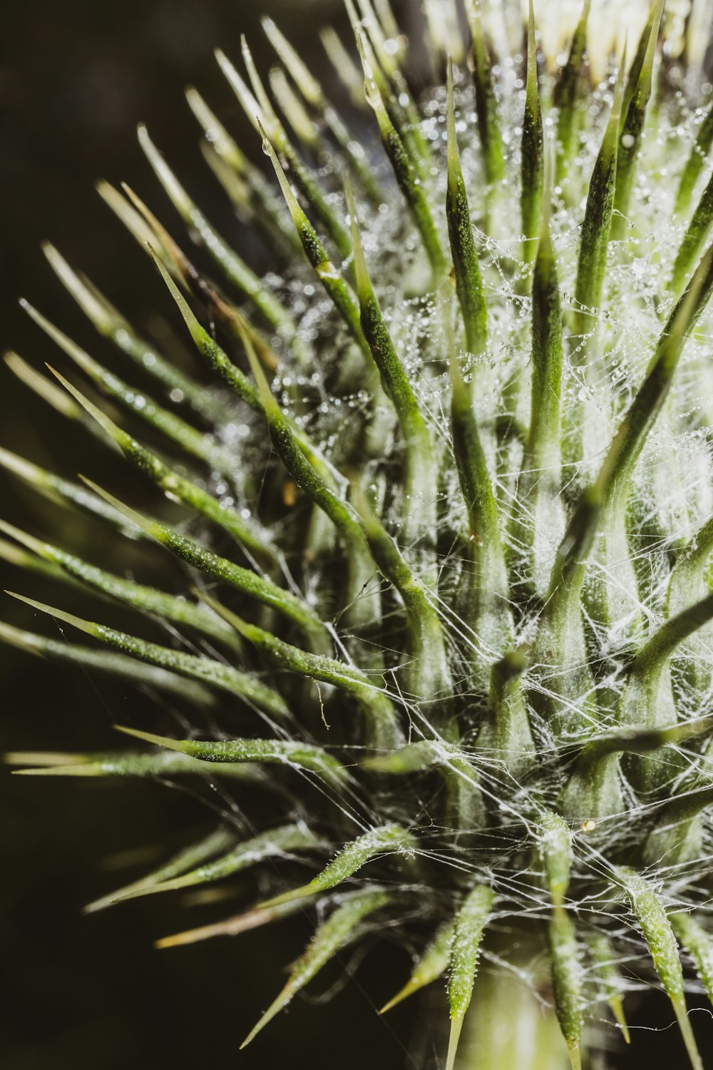 green plant in close up photography