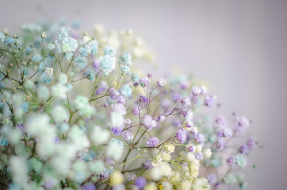 white and purple flower buds