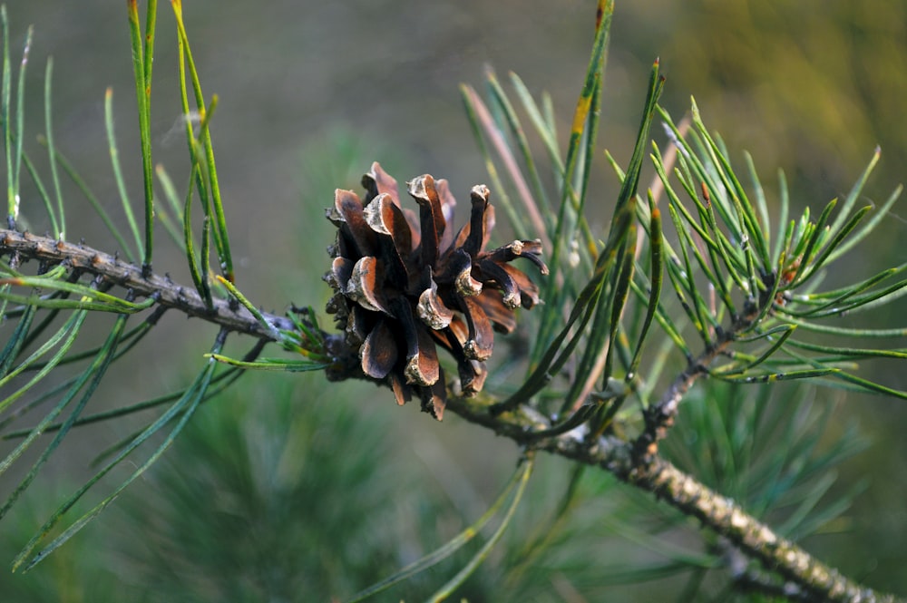 brown flower on brown stem