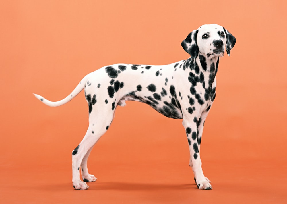 black and white dalmatian dog