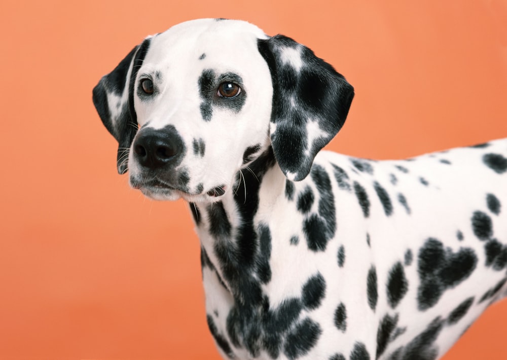 Chien dalmatien noir et blanc