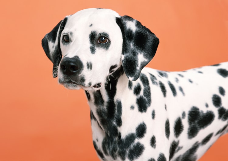 Why aren't Dalmatians Popular: Are Dalmatians Rare Dog Breeds?