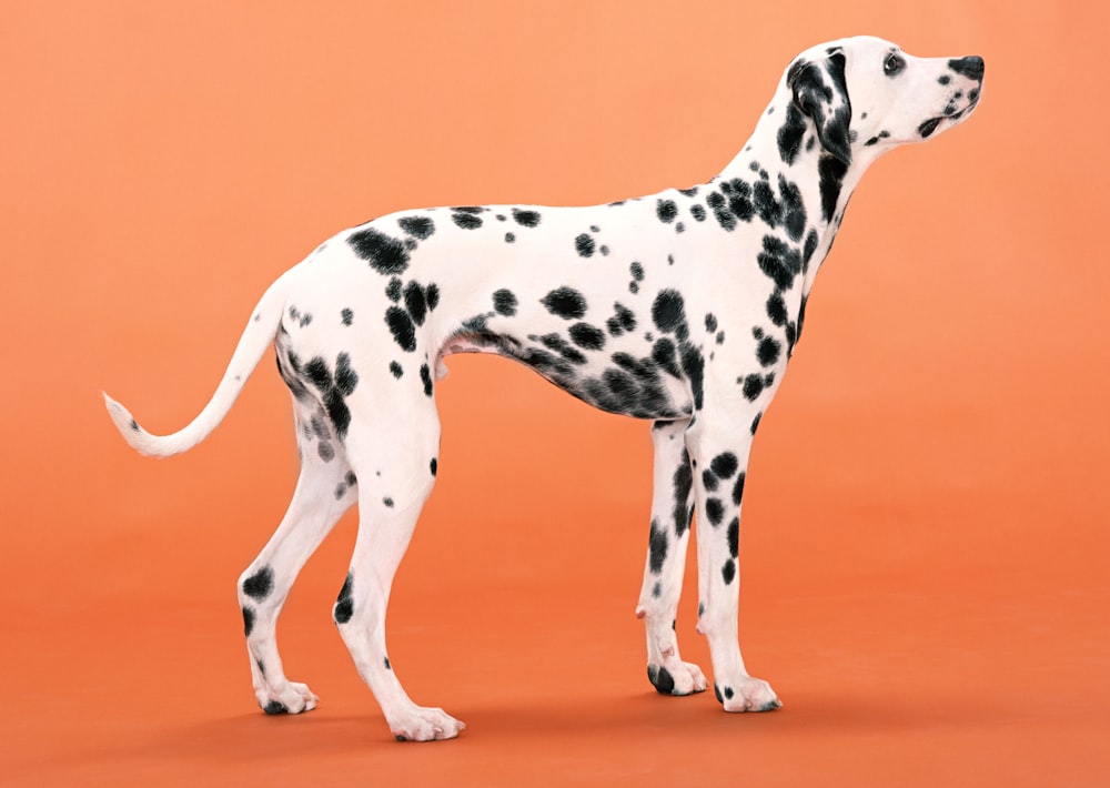 black and white dalmatian dog