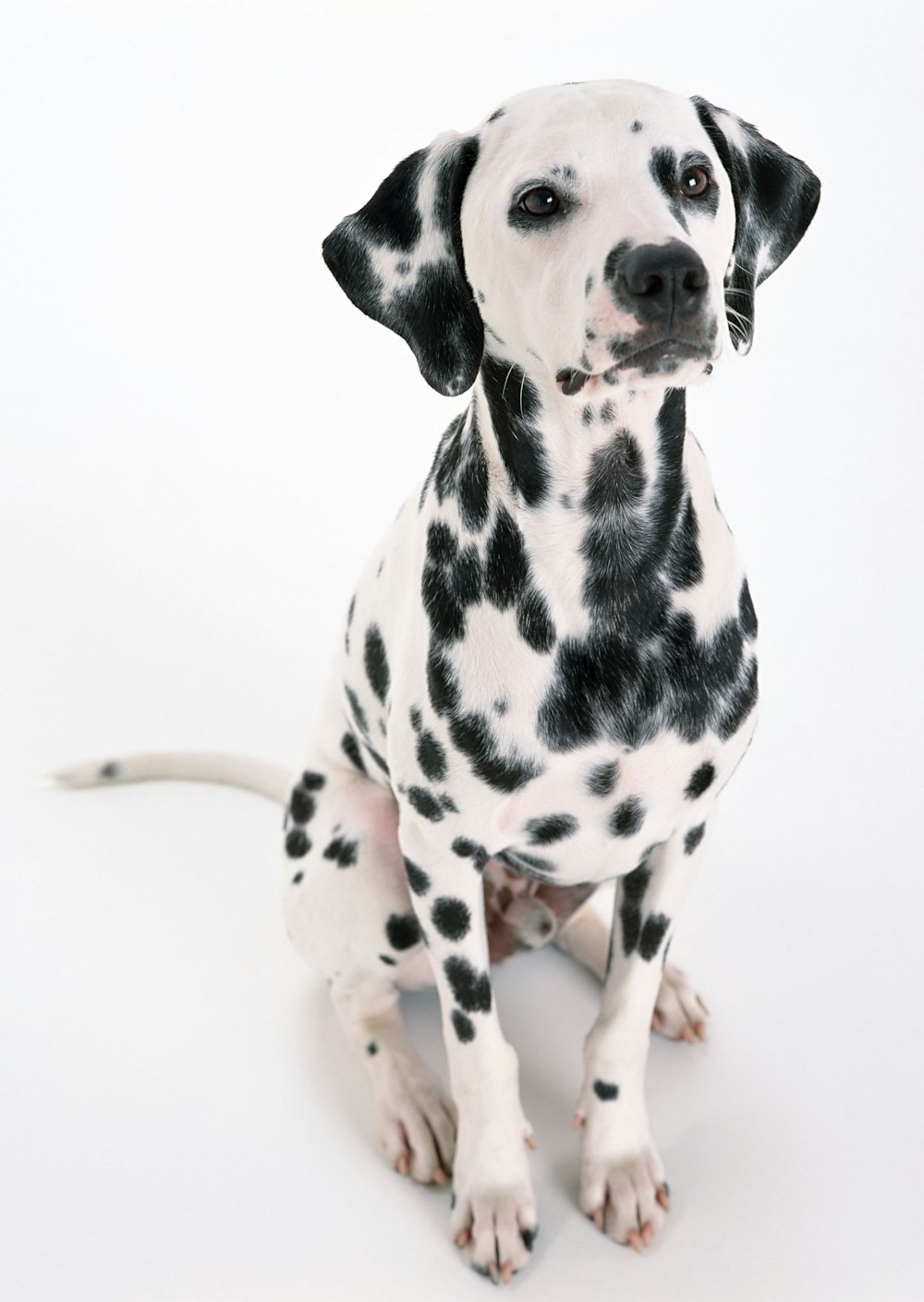 chiot dalmatien noir et blanc